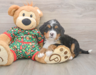 7 week old Mini Bernedoodle Puppy For Sale - Premier Pups