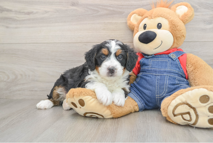 Best Mini Bernedoodle Baby