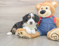 6 week old Mini Bernedoodle Puppy For Sale - Premier Pups