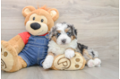Best Mini Bernedoodle Baby