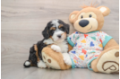 Mini Bernedoodle Pup Being Cute