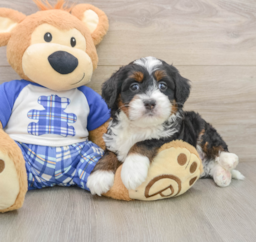 6 week old Mini Bernedoodle Puppy For Sale - Premier Pups