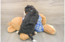 Playful Bernese Doodle Poodle Mix Puppy