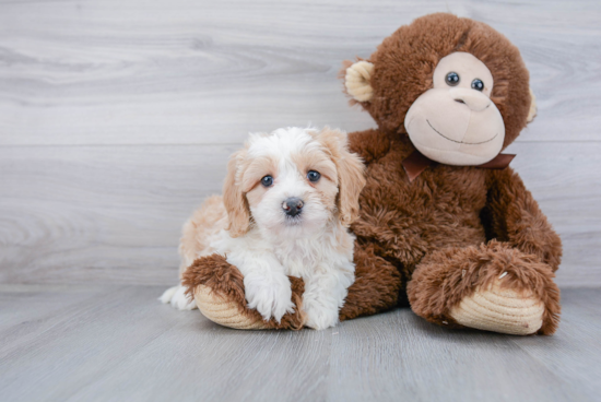 Mini Bernedoodle Pup Being Cute