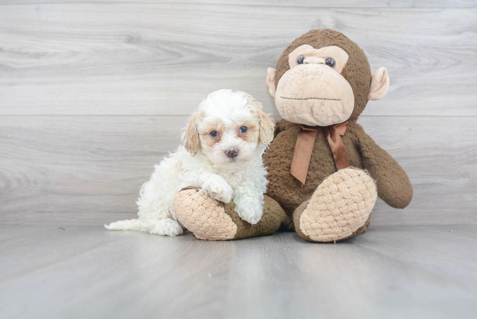 Happy Mini Bernedoodle Baby