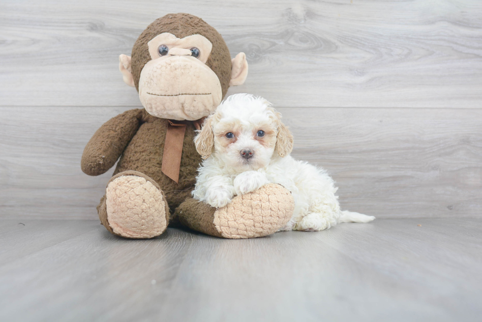 Little Mini Berniedoodle Poodle Mix Puppy