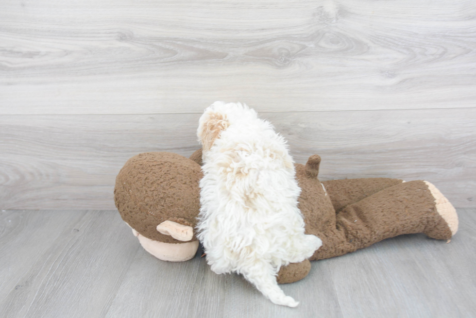 Friendly Mini Bernedoodle Baby