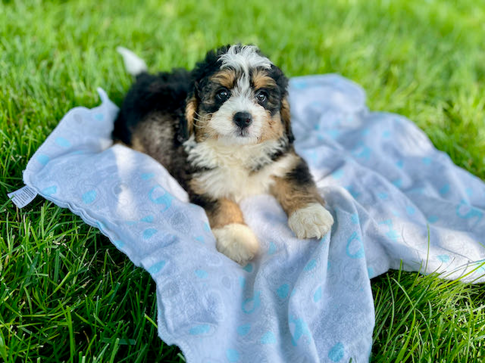 Small Mini Bernedoodle Baby