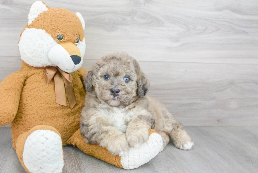 Mini Bernedoodle Puppy for Adoption