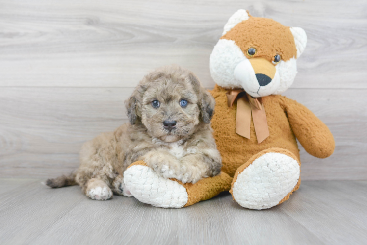 Mini Bernedoodle Pup Being Cute