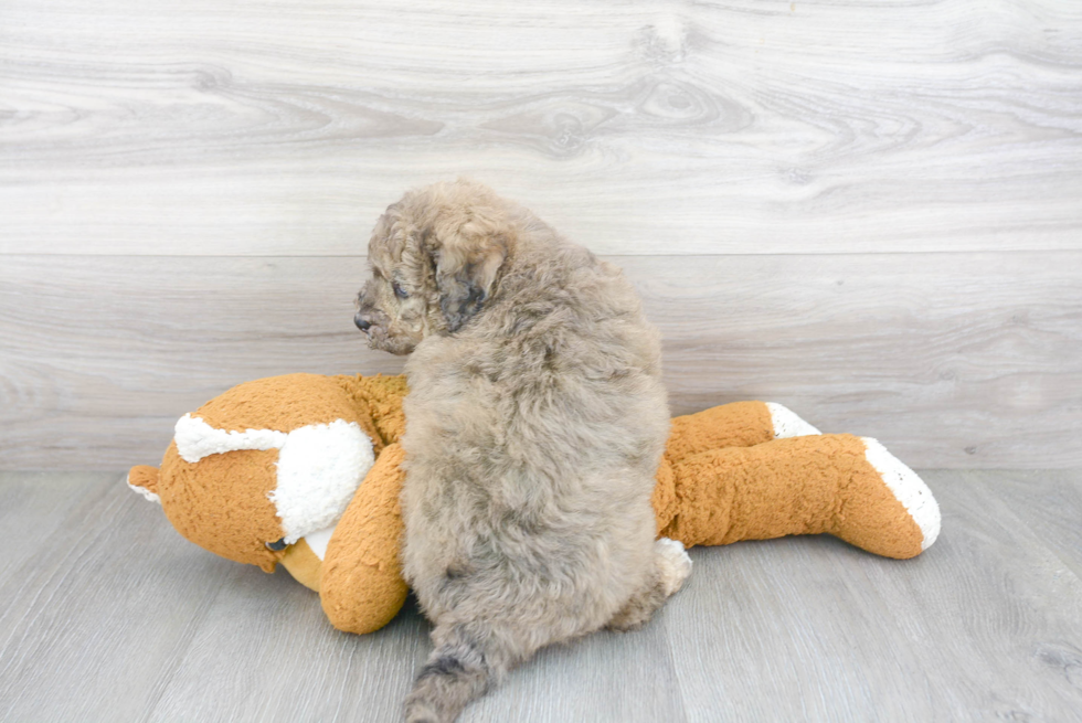 Playful Mini Berniedoodle Poodle Mix Puppy