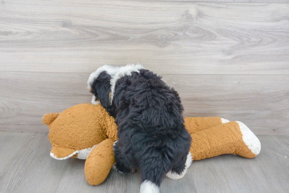 Mini Bernedoodle Pup Being Cute