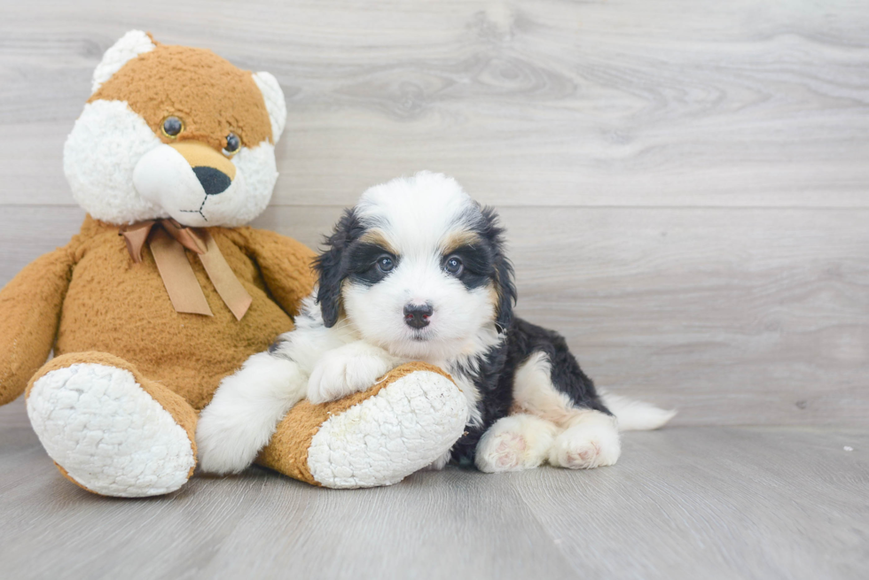 Fluffy Mini Bernedoodle Poodle Mix Pup