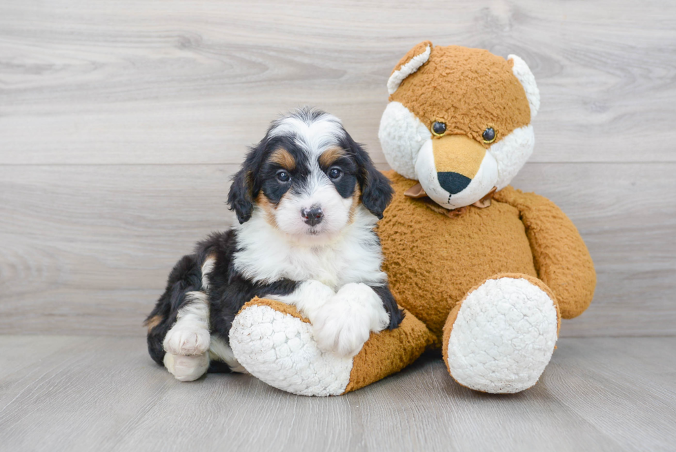 Mini Bernedoodle Puppy for Adoption