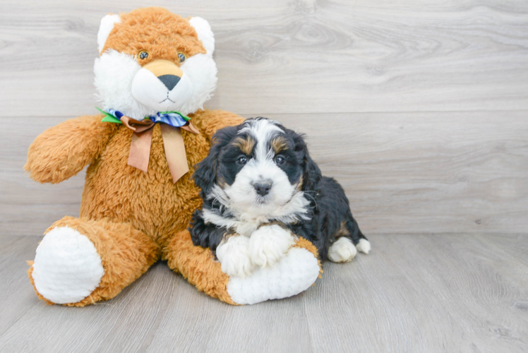 Mini Bernedoodle Puppy for Adoption