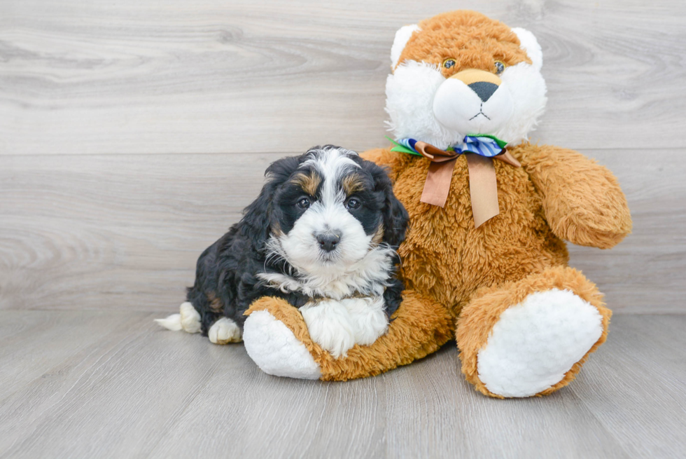 Cute Bernadoodle Poodle Mix Puppy
