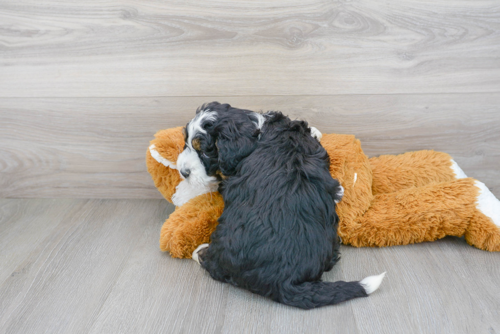 Cute Mini Bernedoodle Poodle Mix Pup