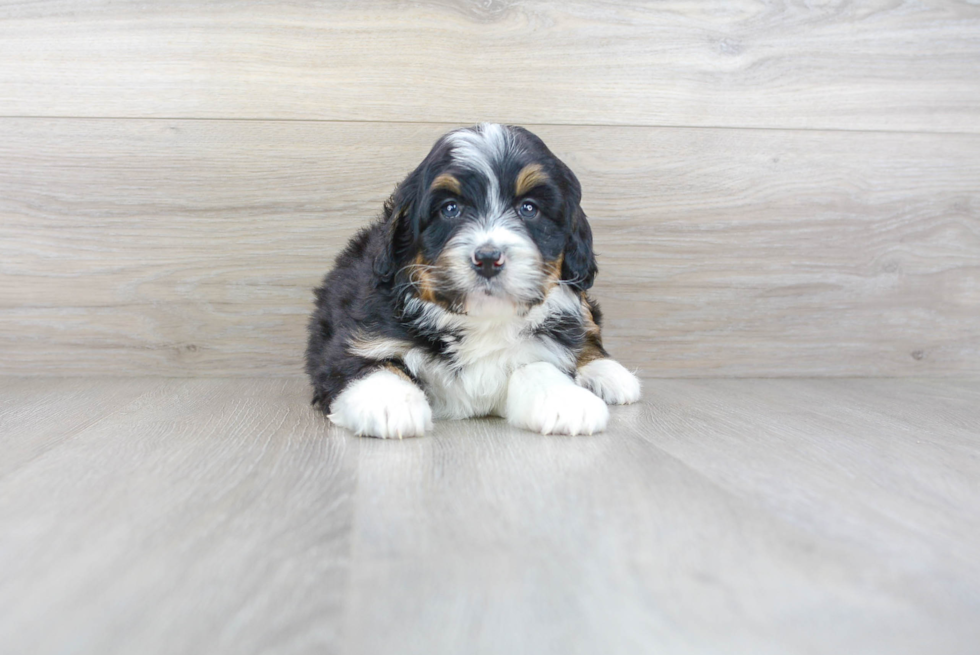 Mini Bernedoodle Pup Being Cute