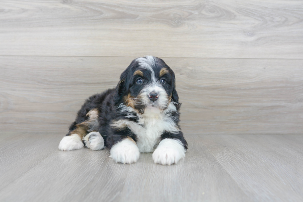 Best Mini Bernedoodle Baby