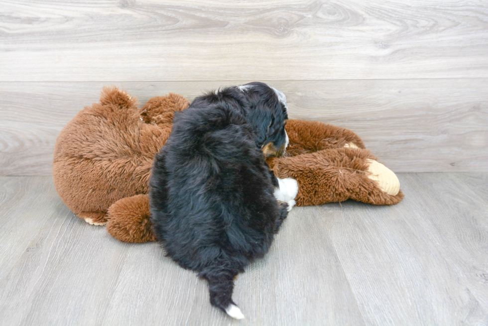 Mini Bernedoodle Pup Being Cute