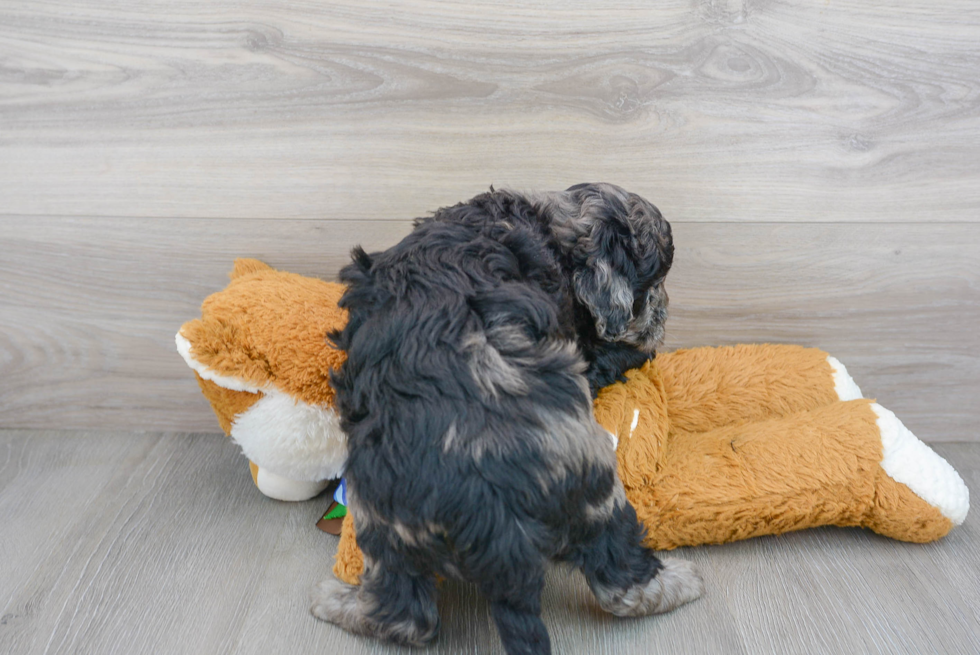 Mini Bernedoodle Puppy for Adoption