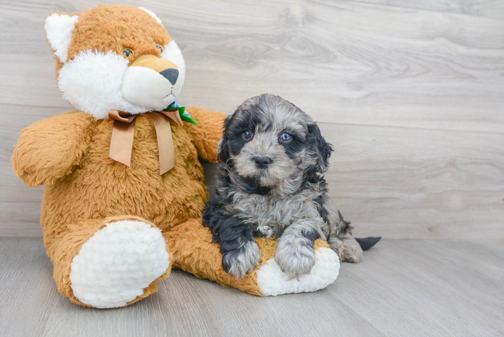 Sweet Mini Bernedoodle Baby