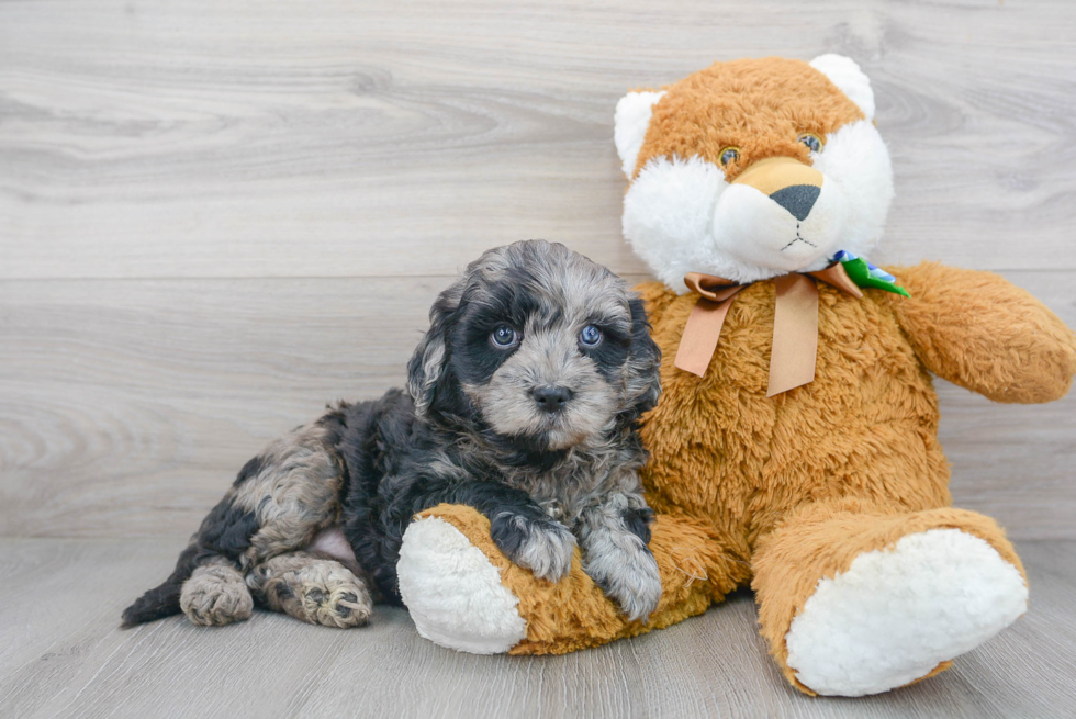 Smart Mini Bernedoodle Poodle Mix Pup