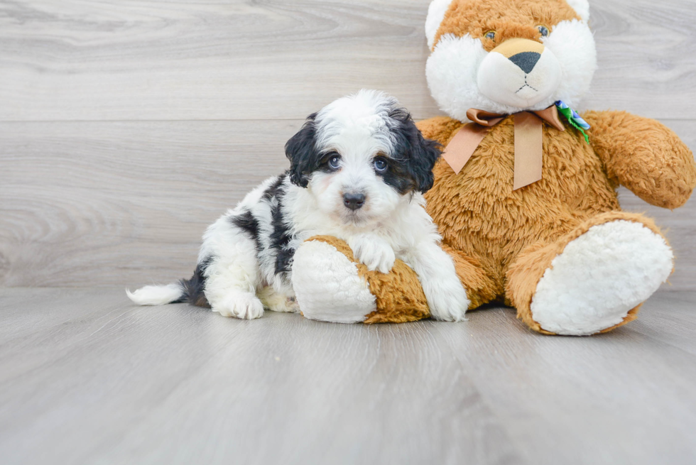 Mini Bernedoodle Puppy for Adoption