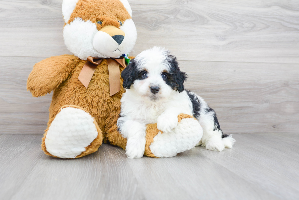 Best Mini Bernedoodle Baby