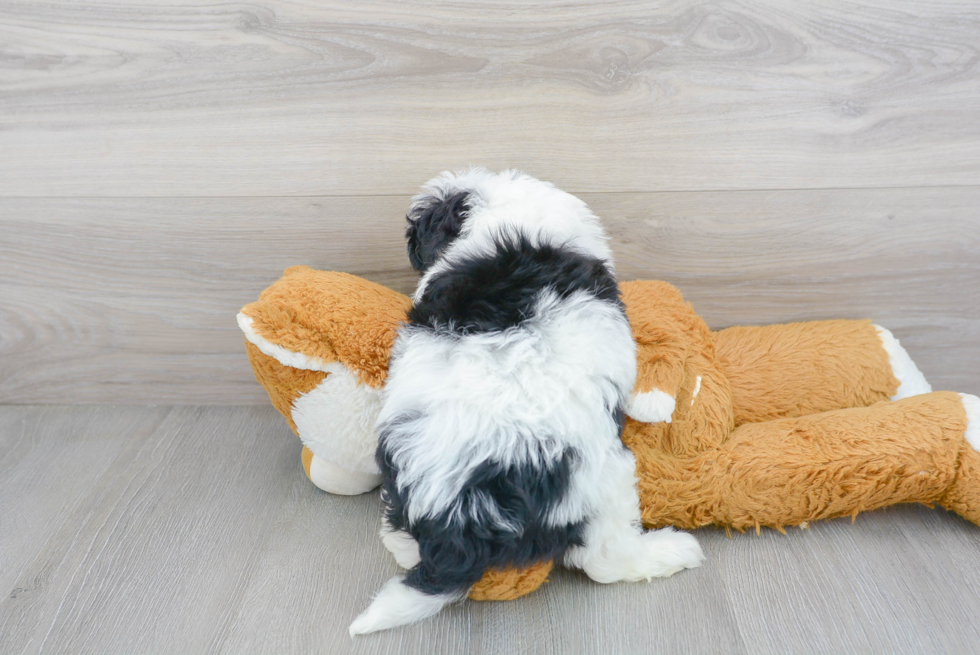 Best Mini Bernedoodle Baby