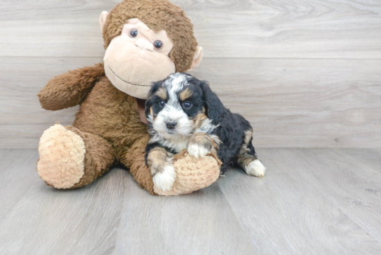 Little Mini Berniedoodle Poodle Mix Puppy