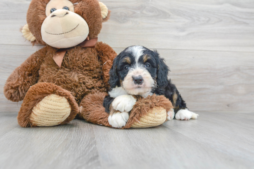 Sweet Mini Bernedoodle Baby