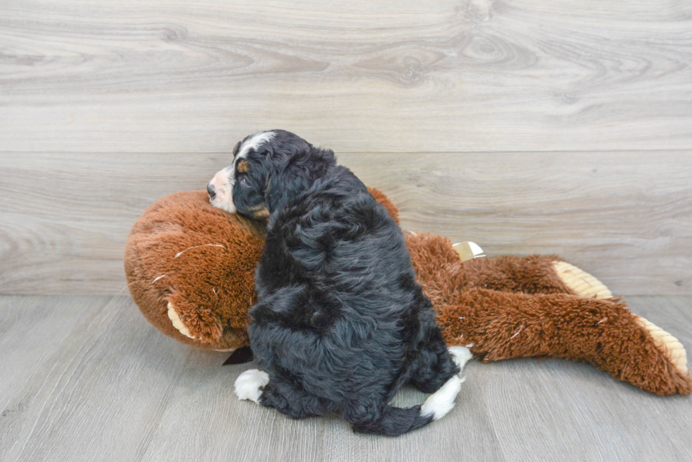 Mini Bernedoodle Puppy for Adoption