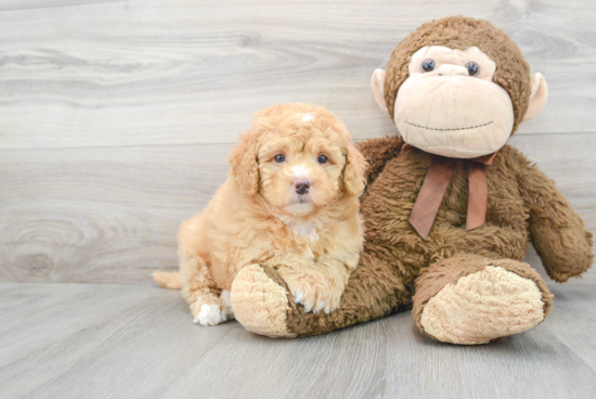 Mini Bernedoodle Pup Being Cute