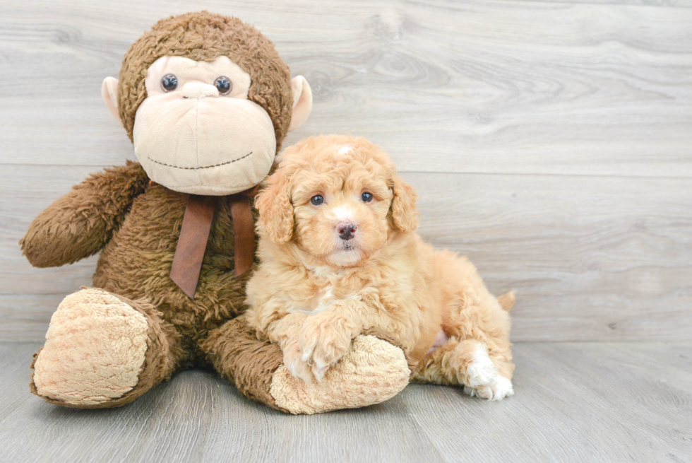 Sweet Mini Bernedoodle Baby