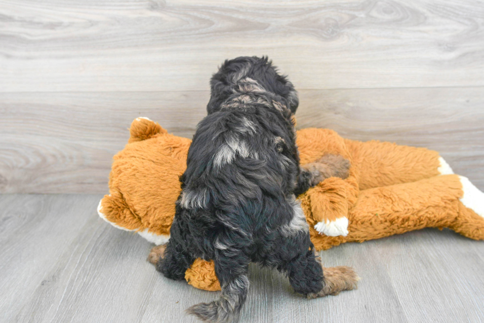 Sweet Mini Bernedoodle Baby