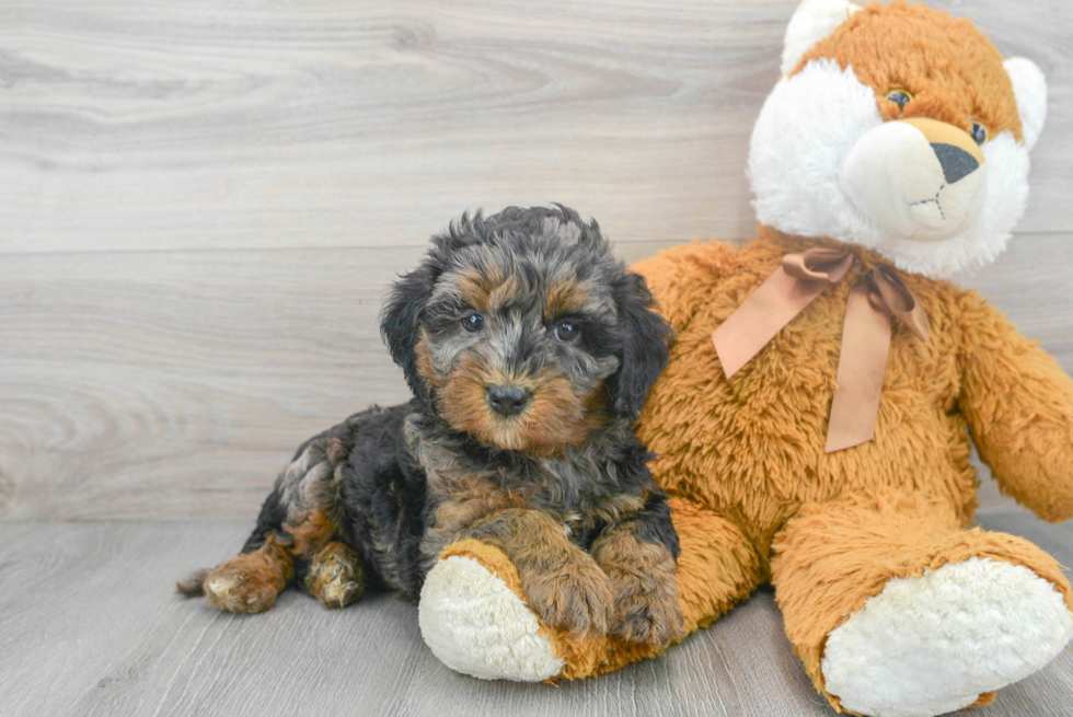 Best Mini Bernedoodle Baby