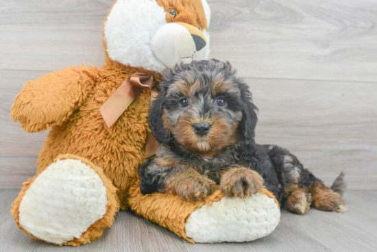 Mini Bernedoodle Puppy for Adoption