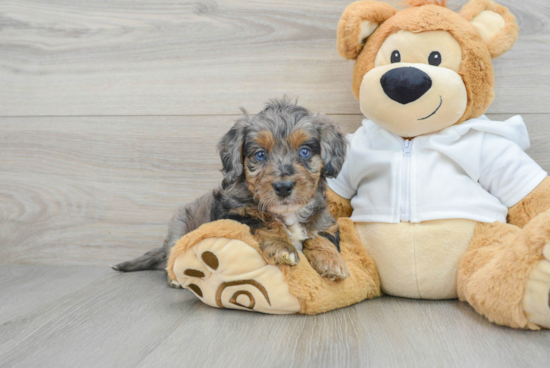 Little Bernadoodle Poodle Mix Puppy