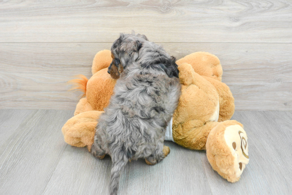 Best Mini Bernedoodle Baby