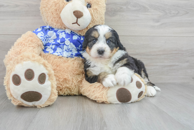 Mini Bernedoodle Pup Being Cute