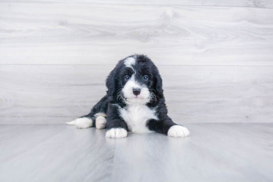 Best Mini Bernedoodle Baby