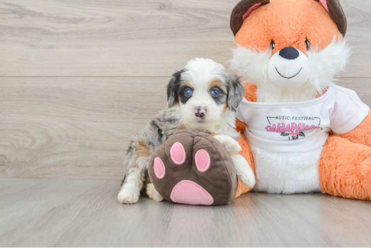 Petite Mini Bernedoodle Poodle Mix Pup