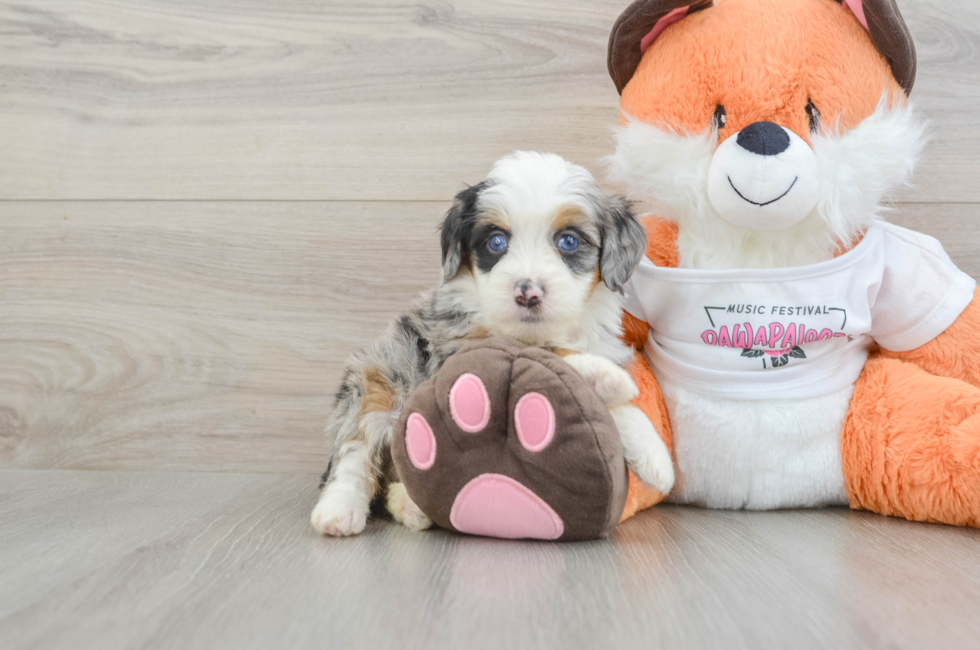 5 week old Mini Bernedoodle Puppy For Sale - Premier Pups