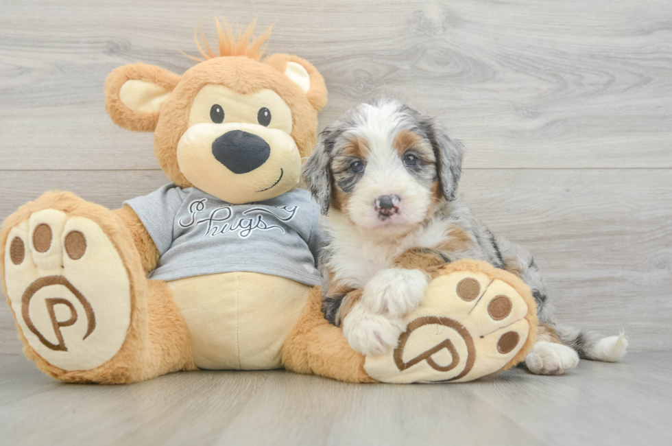 5 week old Mini Bernedoodle Puppy For Sale - Premier Pups
