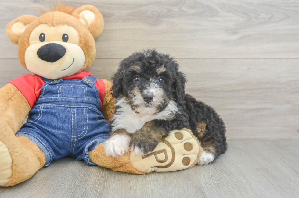 6 week old Mini Bernedoodle Puppy For Sale - Premier Pups