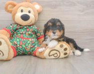 7 week old Mini Bernedoodle Puppy For Sale - Premier Pups