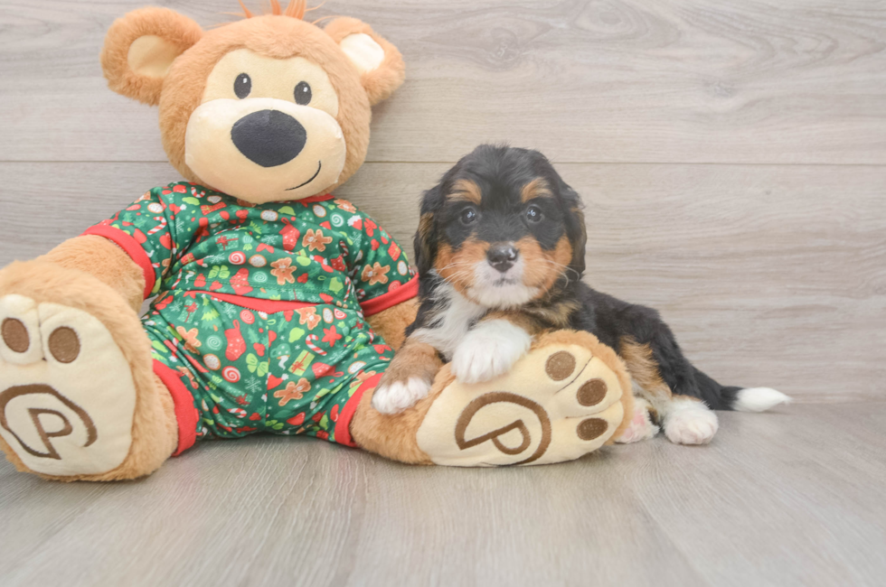 6 week old Mini Bernedoodle Puppy For Sale - Premier Pups