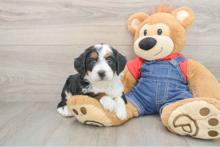 Mini Bernedoodle Puppy for Adoption