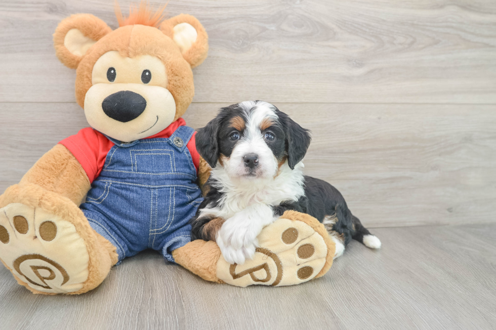 Mini Bernedoodle Puppy for Adoption